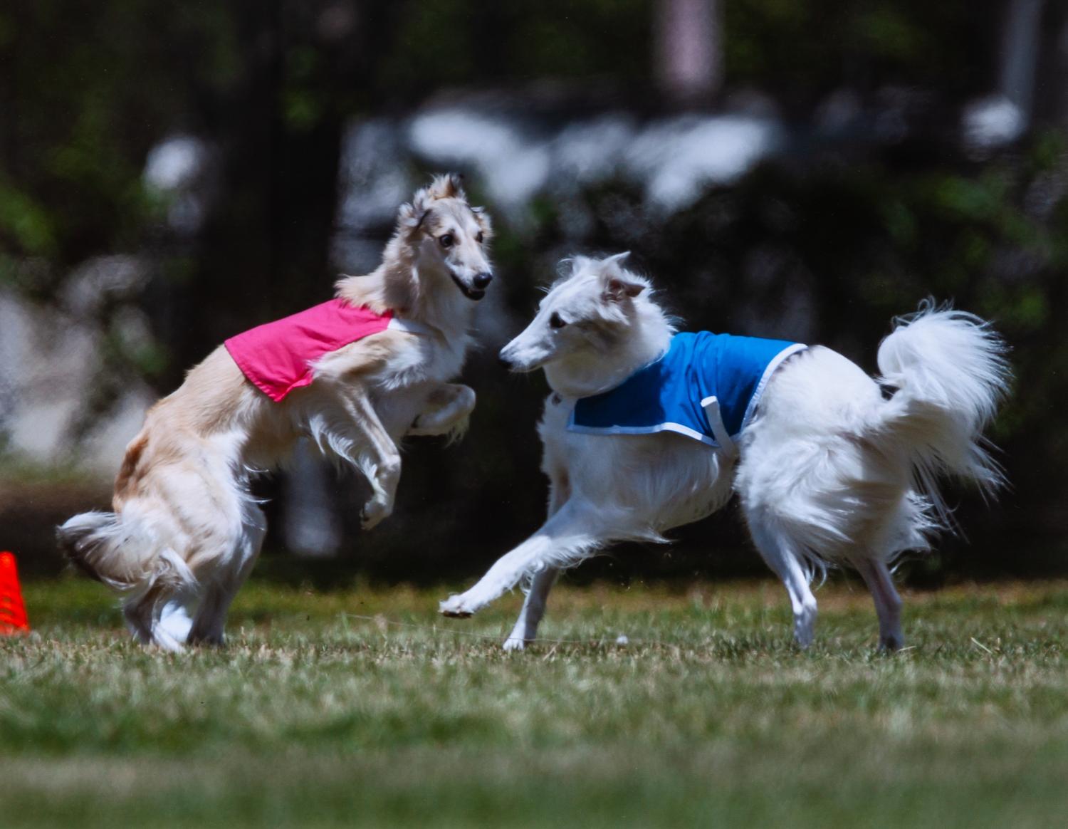 Ten Color Photographs of Various Dog Breeds Largest: 10 3/4 x 16 3/4 inches. — Dave Mills (20th century)
