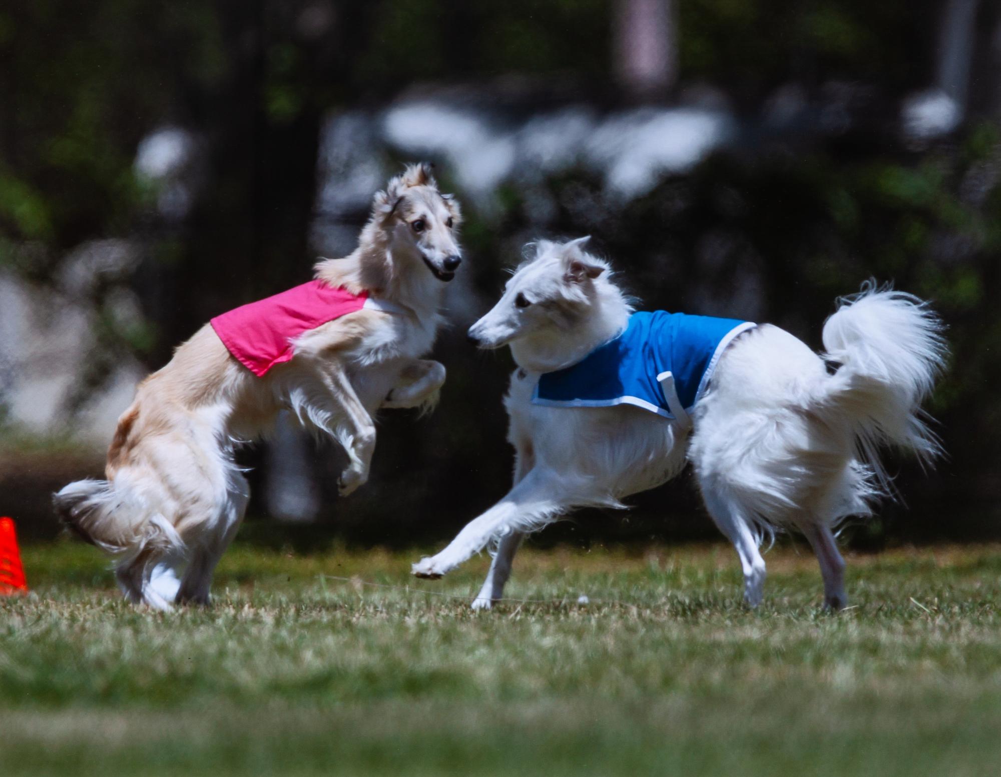 Ten Color Photographs of Various Dog Breeds Largest: 10 3/4 x 16 3/4 inches. — Dave Mills (20th century)