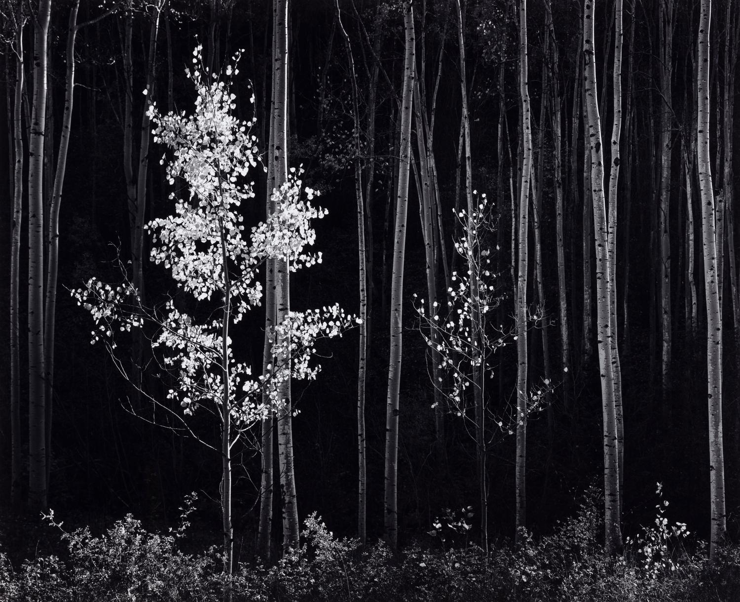 Ansel Adams (1902-1984) Aspens, Northern New Mexico, 1958