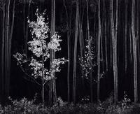 Ansel Adams (1902-1984) Aspens, Northern New Mexico, 1958