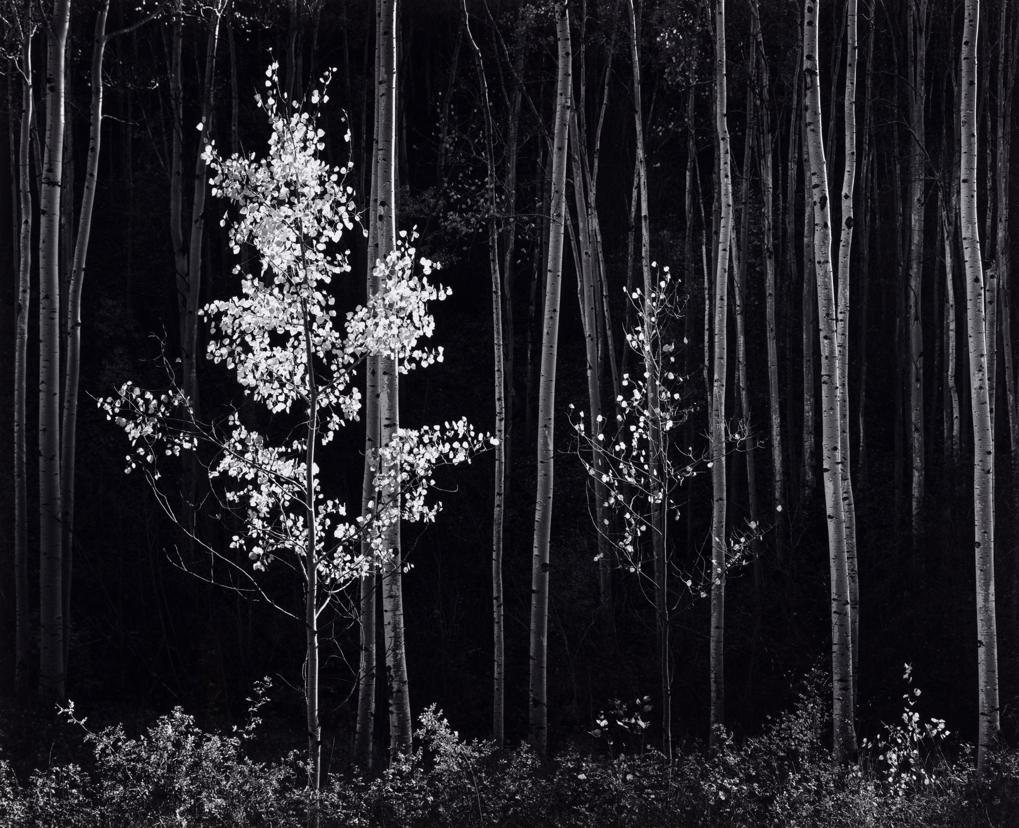 Ansel Adams (1902-1984) Aspens, Northern New Mexico, 1958