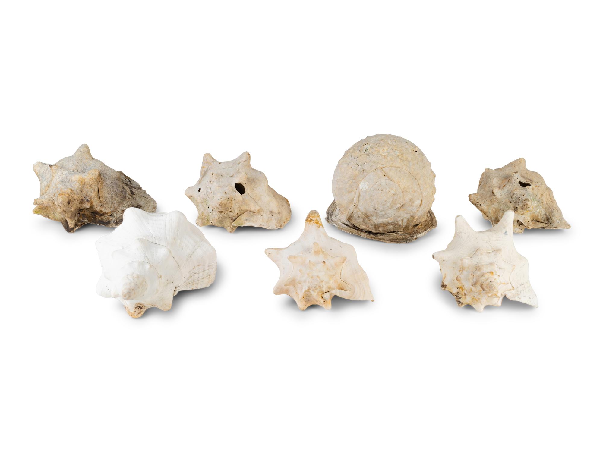 Seven Sea Shells