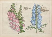 A Set of Four Dutch Botanicals from Crispin de Passe's Hortus Floridus — HOLLAND, CIRCA 1614