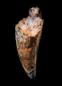 A Tyrannosaurus Rex Tooth ( Tyrannosaurus rex)