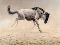 Wildebeest
