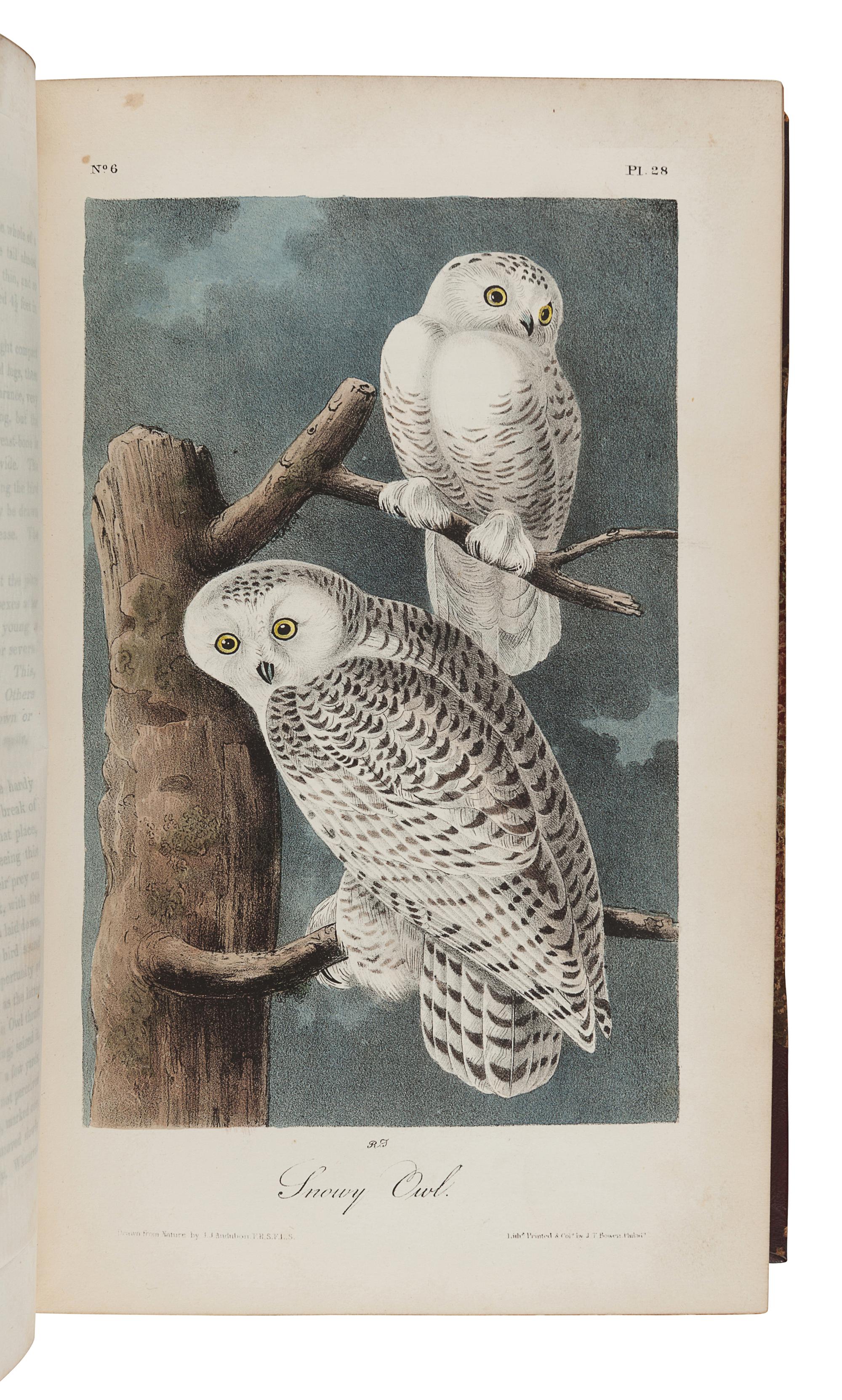 AUDUBON, John James (1785-1851). The Birds of America, from Drawings Made in the United States and their Territories . New York: J.J. Audubon; Philadelphia: J.B. Chevalier, [1839-] 1840-1844.