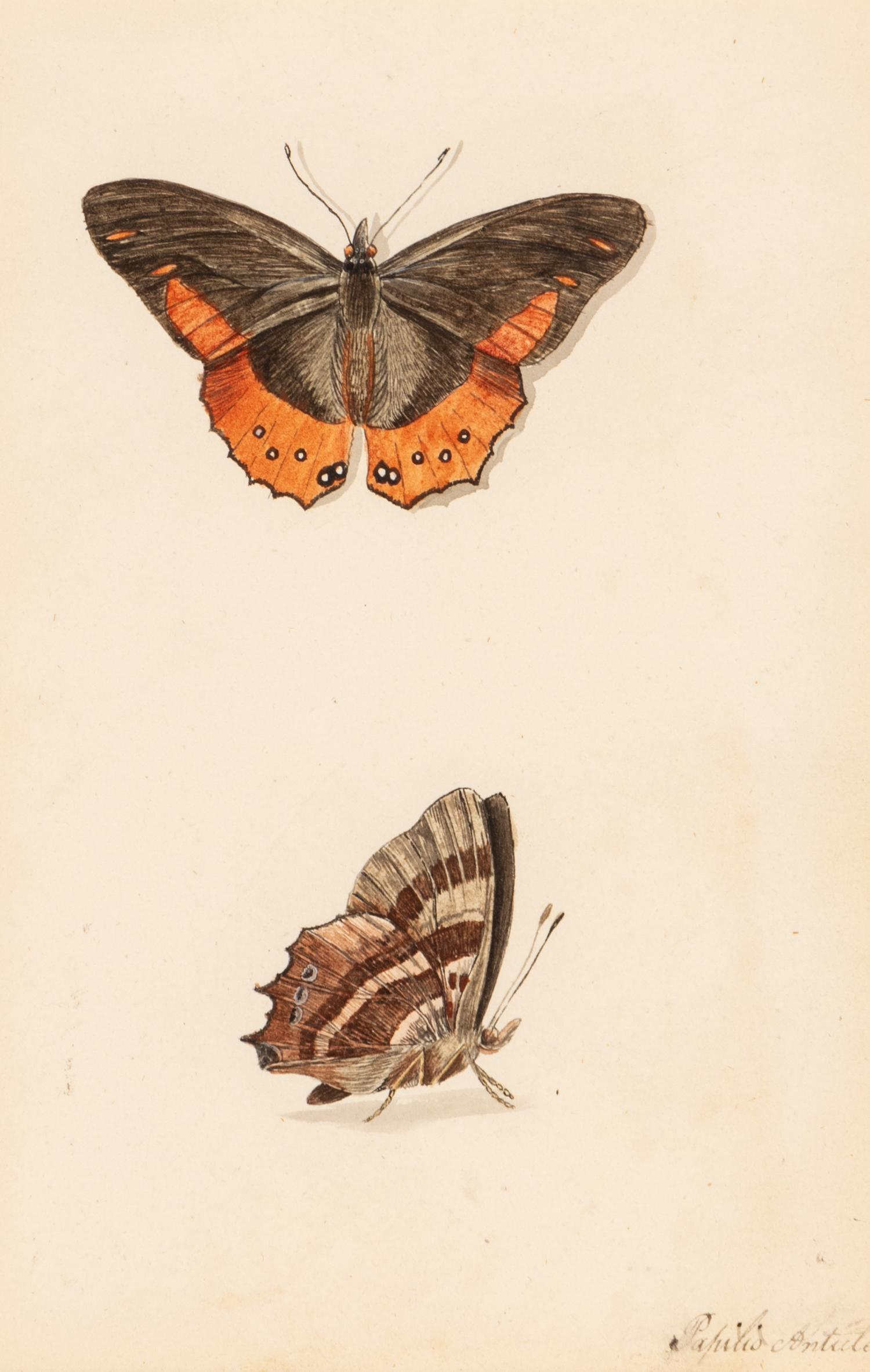 A Collection of Nine Framed Watercolors of Butterflies