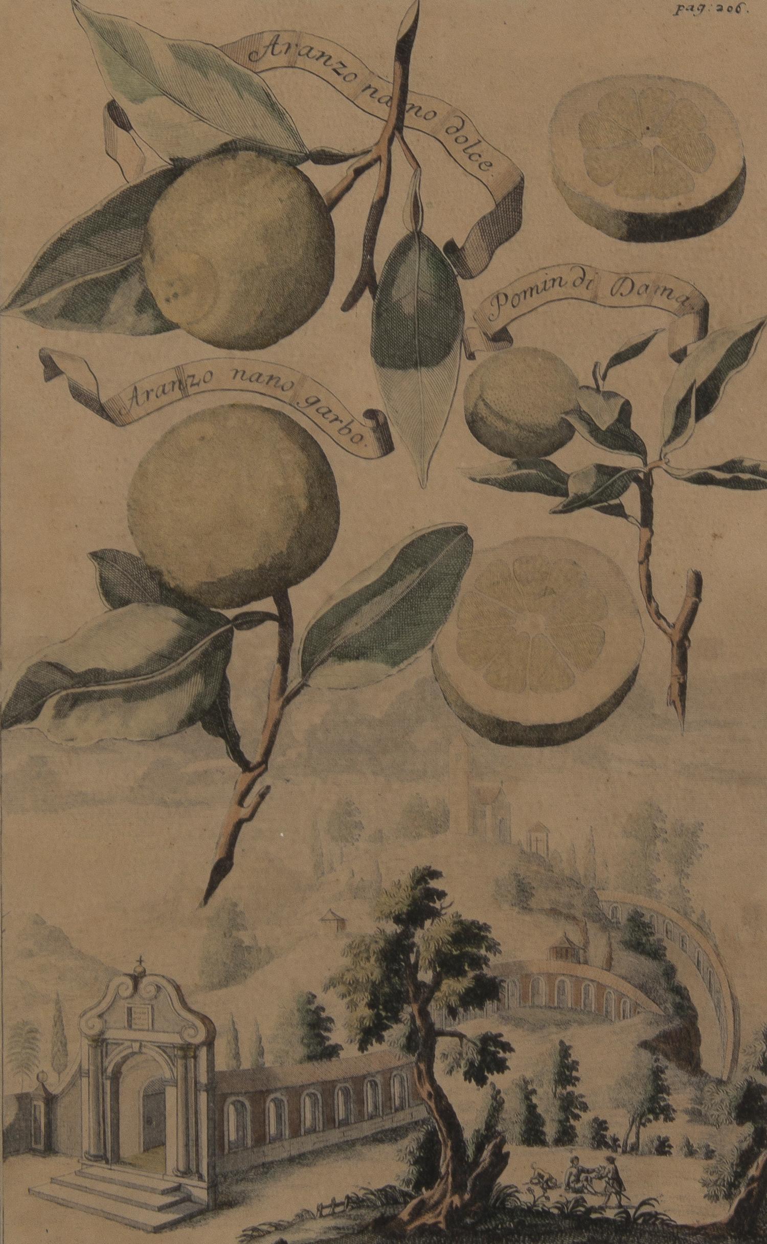 A Collection of Five Botanical Prints, Height of first overall 14 1/8 inches.