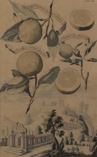 A Collection of Five Botanical Prints, Height of first overall 14 1/8 inches.