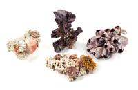 A Collection of Shell Encrusted Coral and Barnacles Length of longest 9 inches.