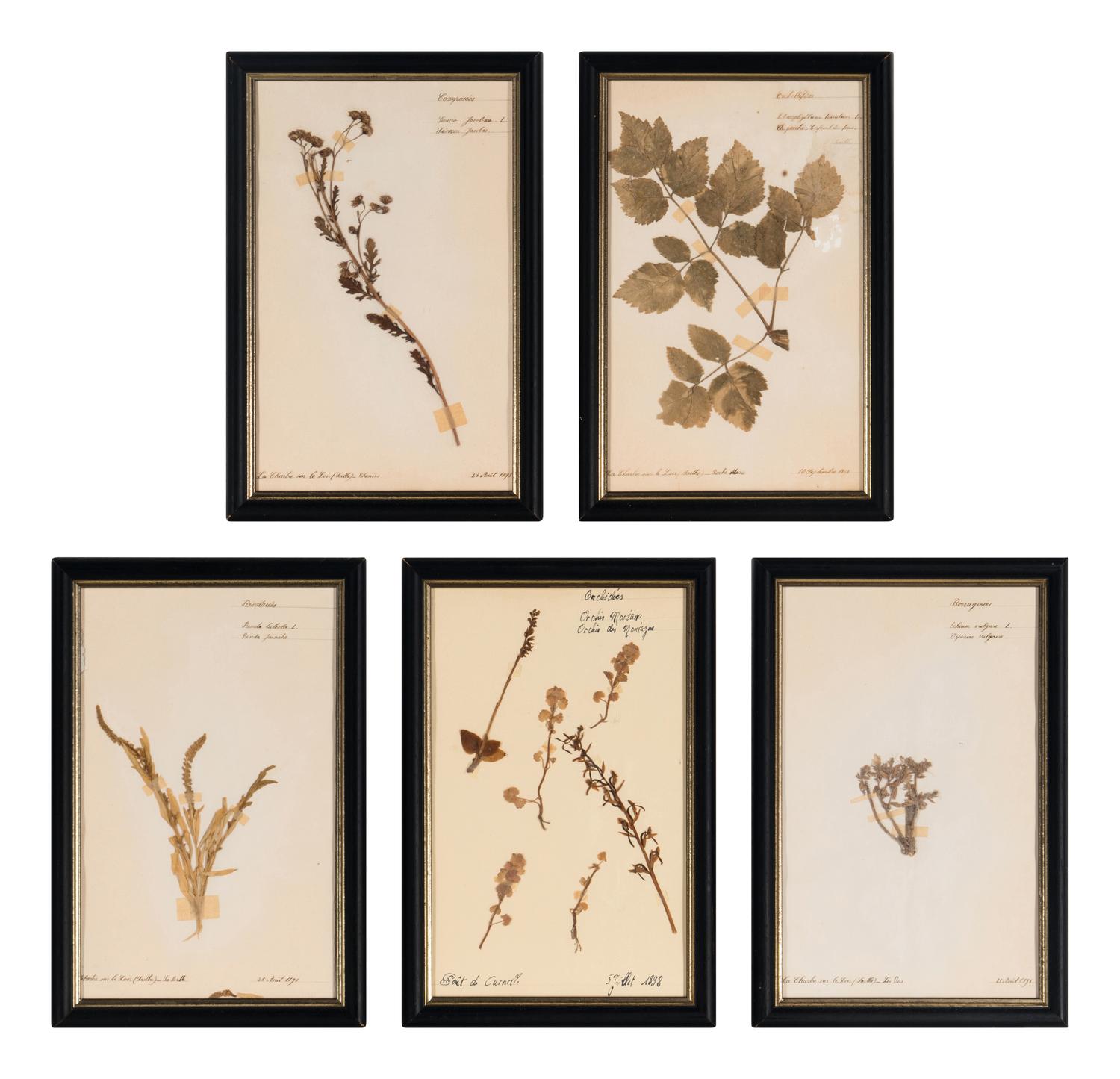 A Set of Forty-Six French Framed Botanical Specimens