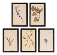 A Set of Forty-Six French Framed Botanical Specimens