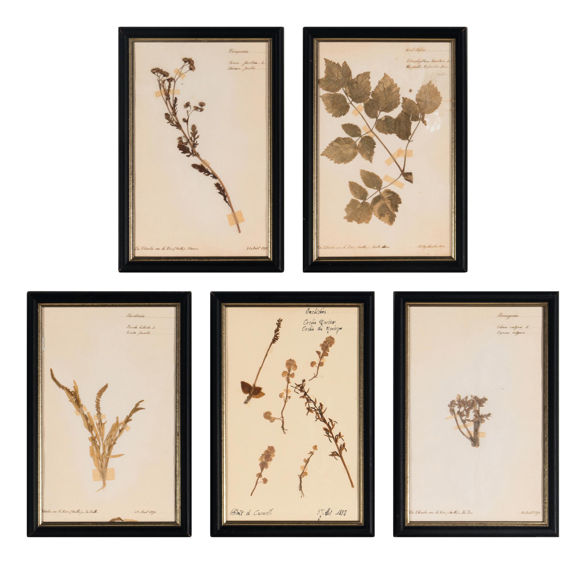 A Set of Forty-Six French Framed Botanical Specimens