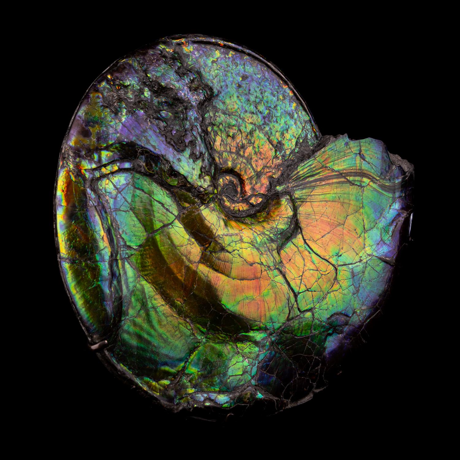 A Large Iridescent Ammonite Fossil (Placenticeras costatum)
