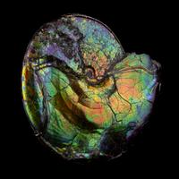 A Large Iridescent Ammonite Fossil (Placenticeras costatum)