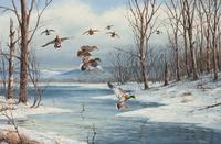 Ducks Landing
