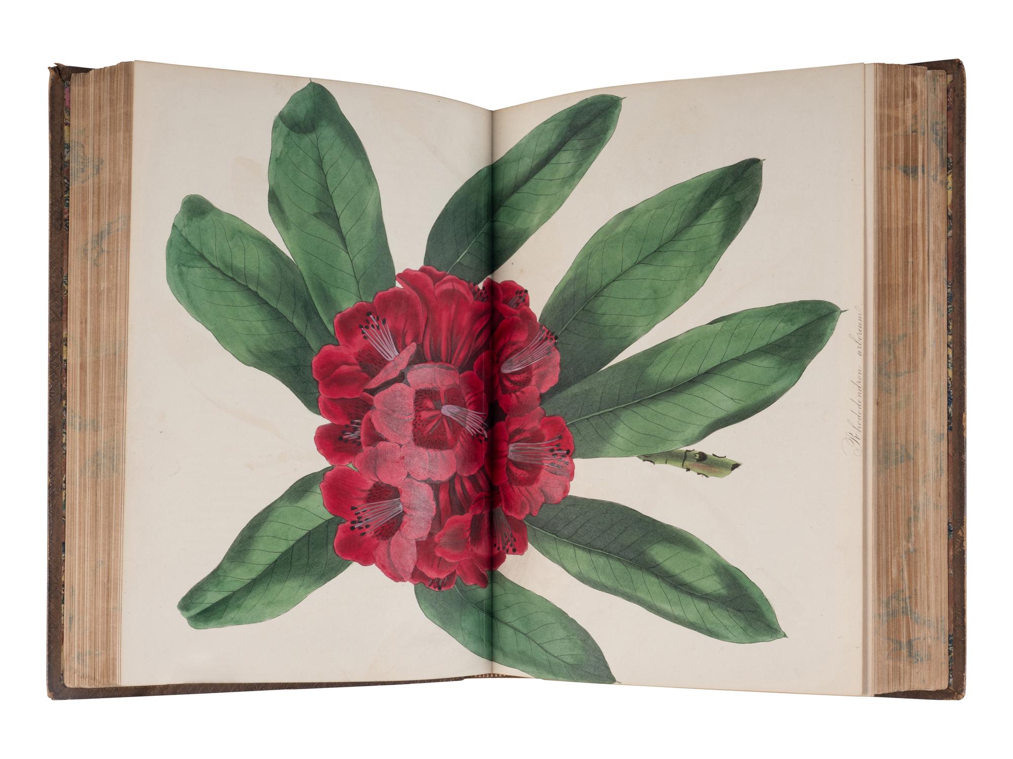 [NATURAL HISTORY]. PAXTON, Sir Joseph (1803-1865). Paxton's Magazine of Botany, and register of flowering plants . London: Bradbury & Evans for Orr & Smith (vols.I-II), W.S. Orr & Co. (vols.III-XVI), 1834-1849.