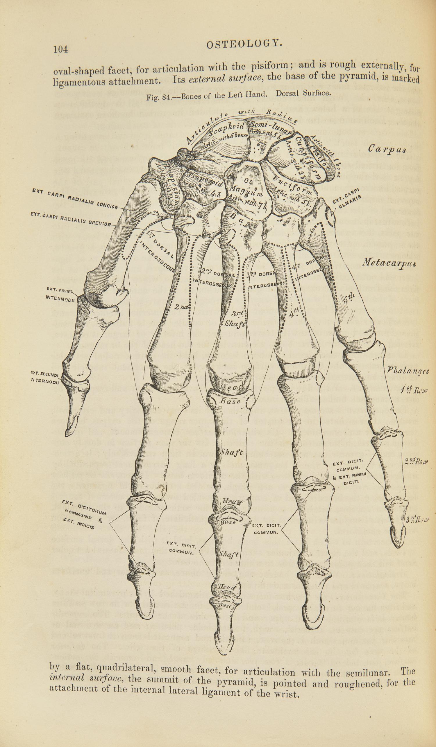 [Science, Medicine & Mathematics] Gray, Henry. Anatomy, Descriptive and Surgical