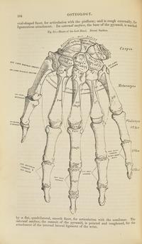 [Science, Medicine & Mathematics] Gray, Henry. Anatomy, Descriptive and Surgical