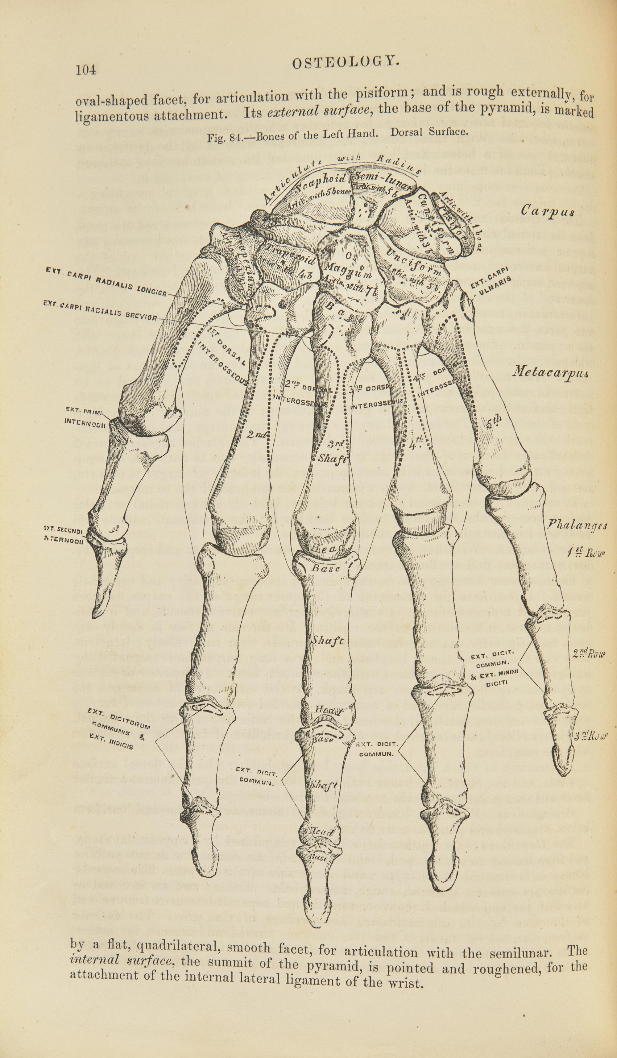 [Science, Medicine & Mathematics] Gray, Henry. Anatomy, Descriptive and Surgical