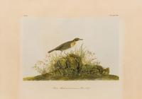 After John James Audubon (American, 1785-1851)