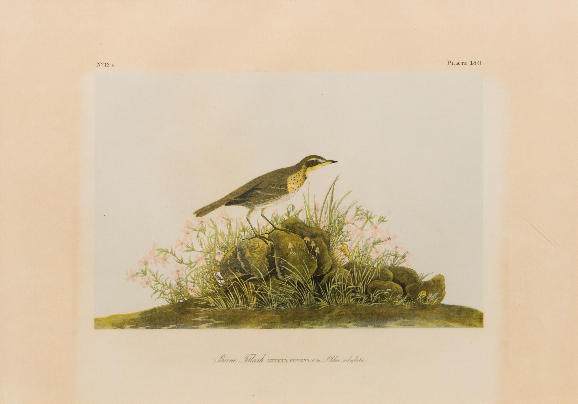 After John James Audubon (American, 1785-1851)