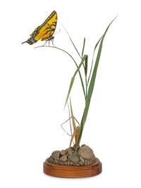 Swallowtail , Amaranth Botanical Sculpture, edition 22/500